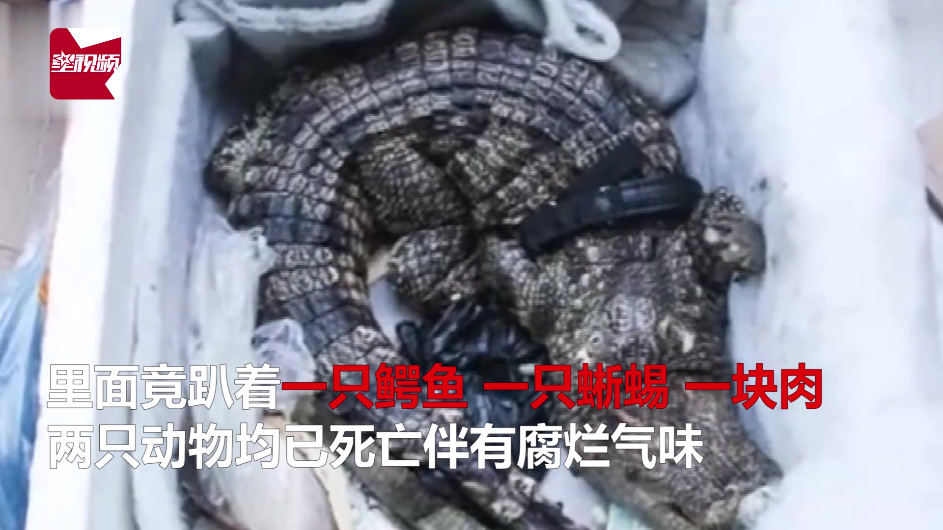 女子网购保健品竟收到一条鳄鱼,还附赠一只蜥蜴和一块肉
