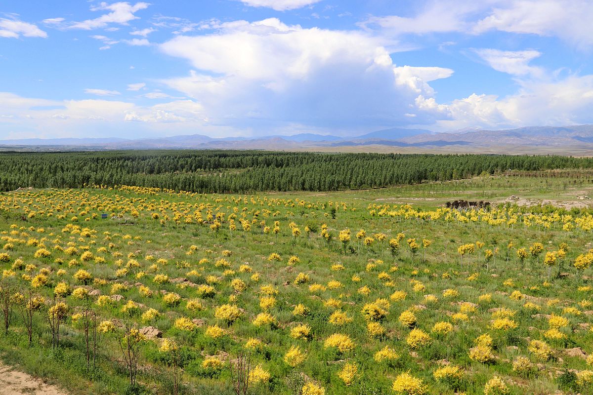 邹城市荒山绿化智慧监管系统案例分析：AI赋能生态治理新模式