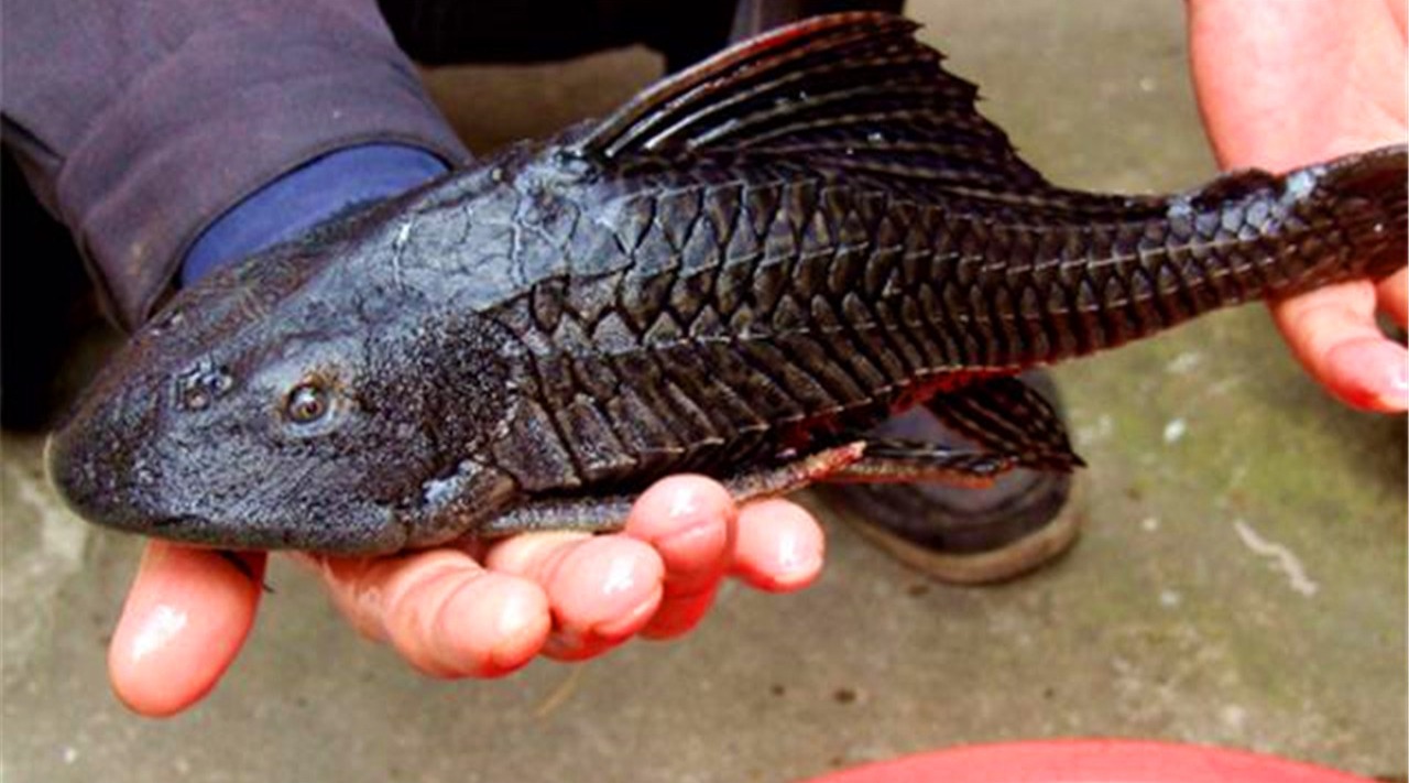 如果清道夫放生到野外,会发生什么事情呢?今天总算知道了