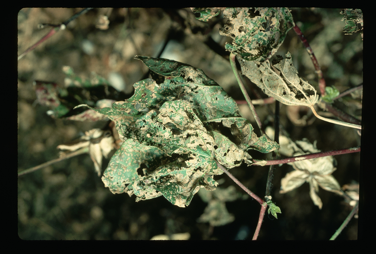 榆树卷叶筒：解密叶片上的神秘住所