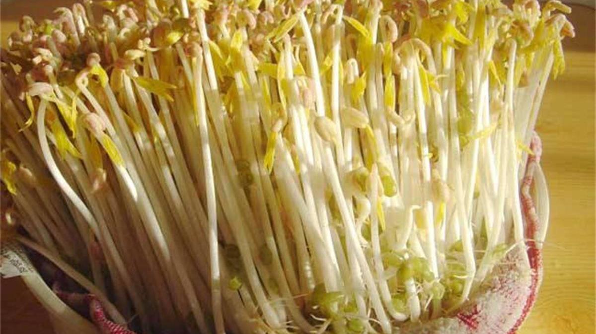 想吃豆芽不用买,教你一土方法,在家自发绿豆芽!简单又省钱