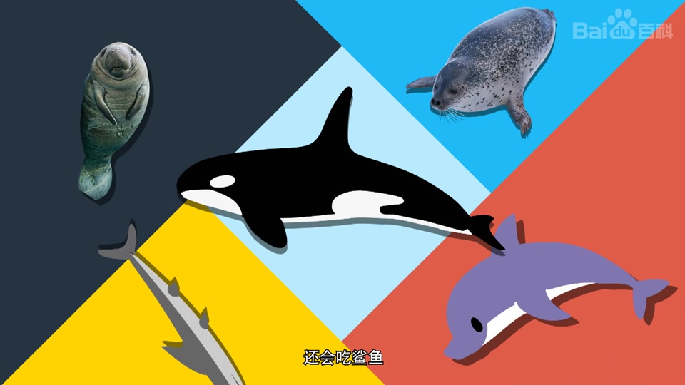 虎鲸是什么