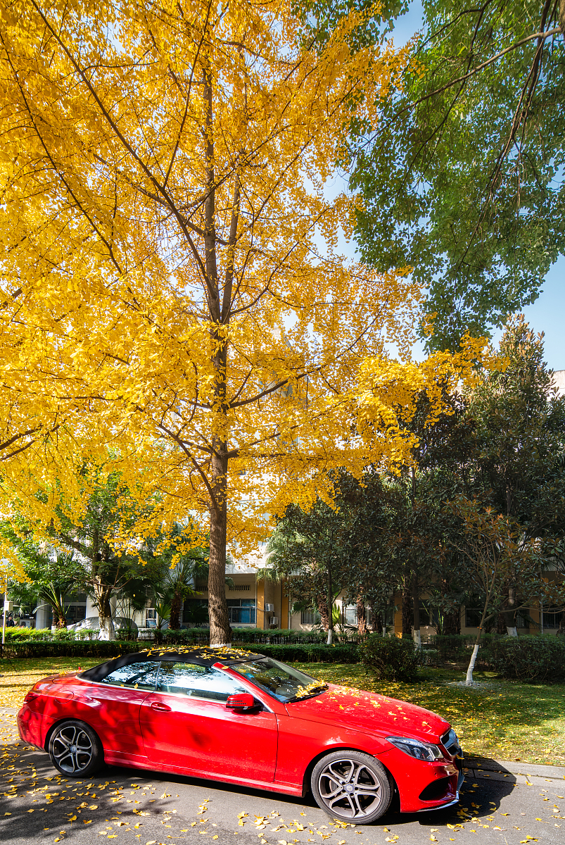 电子科技大学成都学院英语专业介绍：课程、模式、就业前景