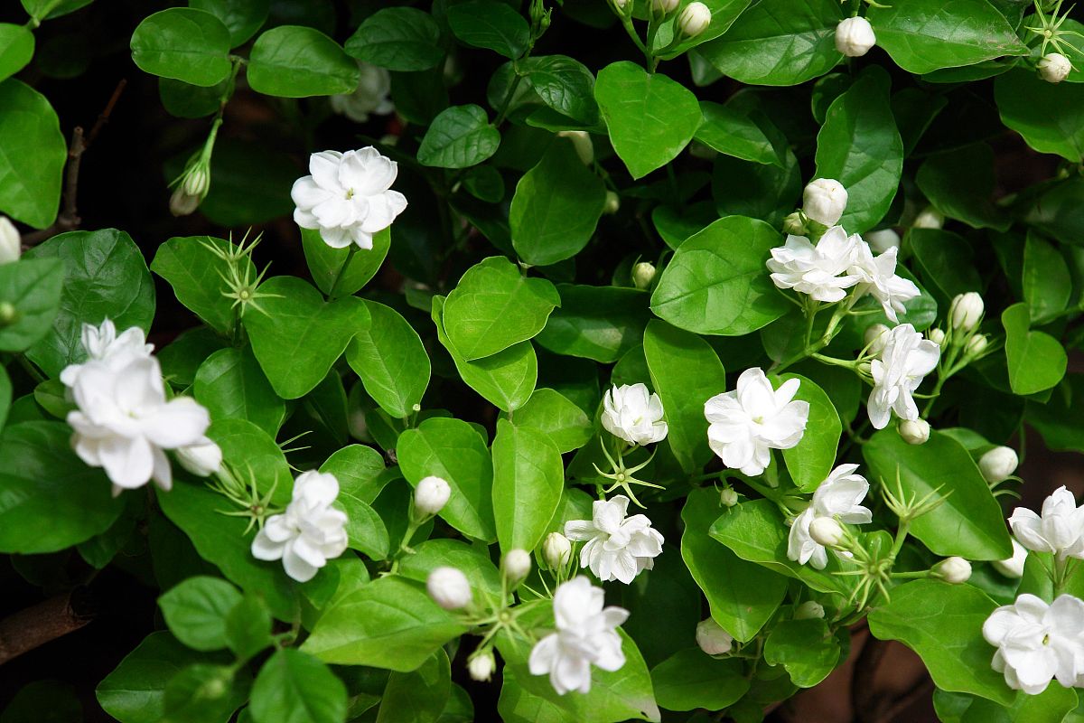 白色花瓣绿色叶子的花