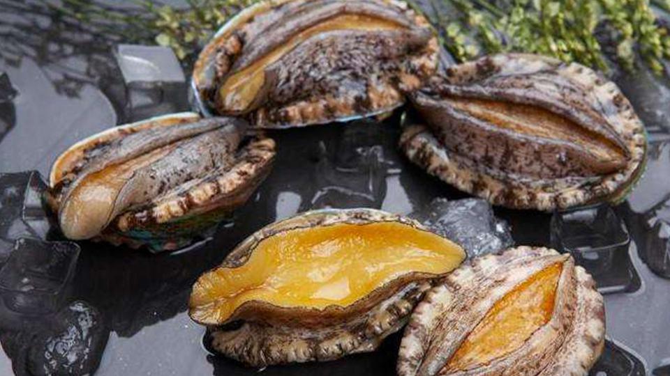 鲍鱼:餐桌黄金,海珍之冠