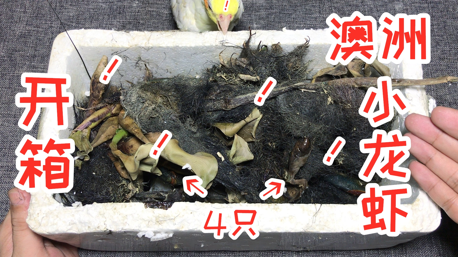 网购开箱“澳洲小龙虾”4只,确定这是小龙虾吗?这也太大只了吧