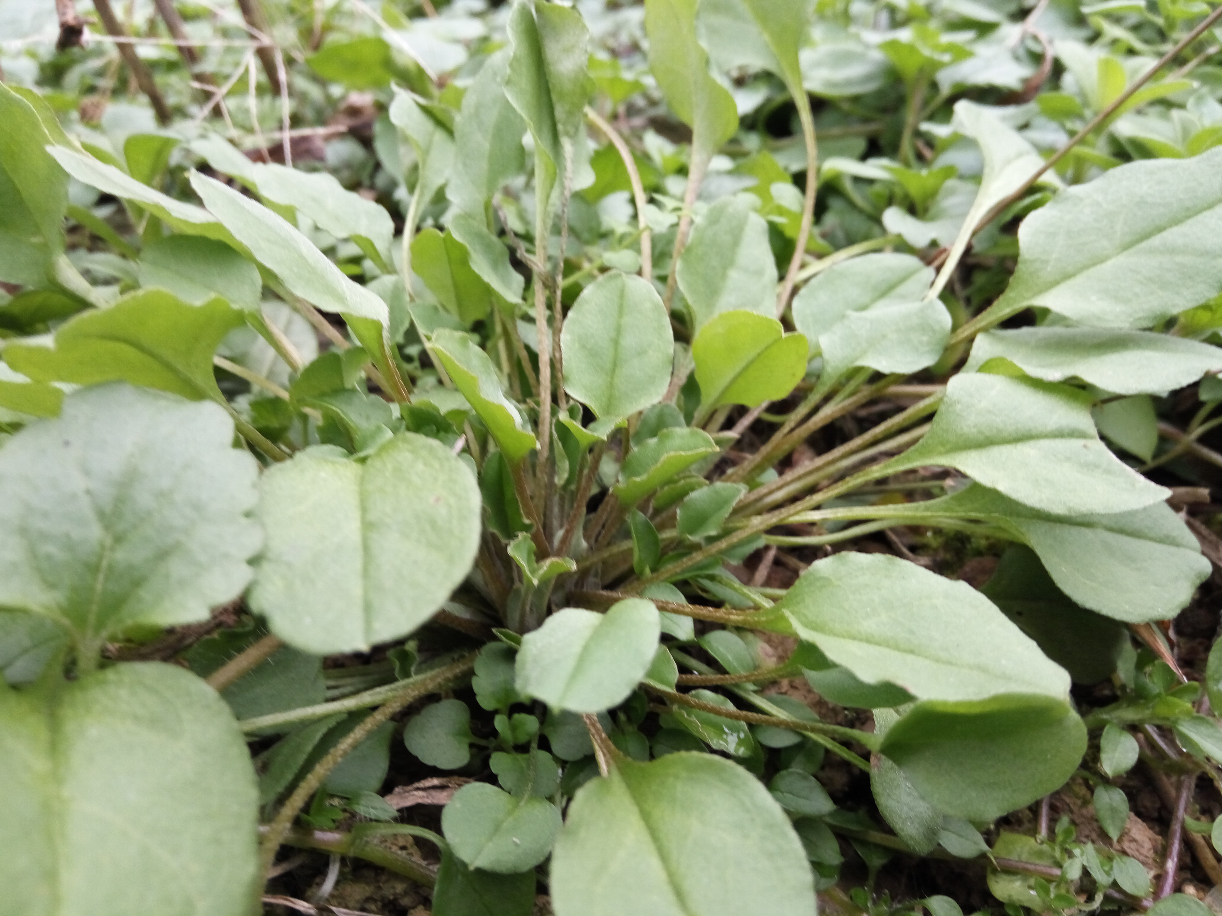 附地菜:具有健胃消肿 止痛止血的作用,治疗胃痛 跌打损伤 骨折