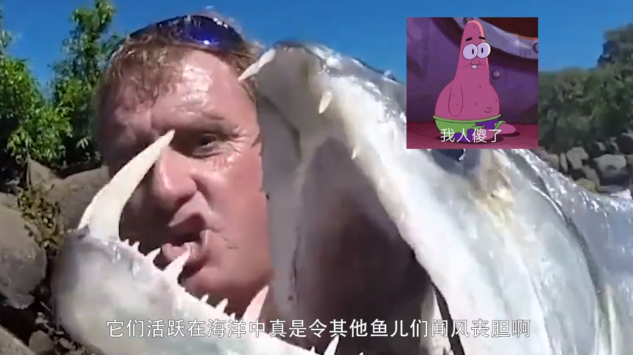 世界上最可怕的鱼,号称鱼中吸血鬼,可以钻入体内吸取鲜血