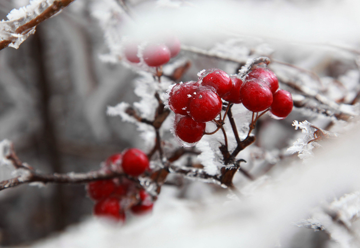 寒冬里的温暖香气：梅花、糖葫芦和妈妈的鸡汤