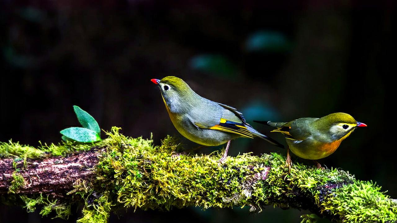 [图]Love is blue(蓝色的爱)