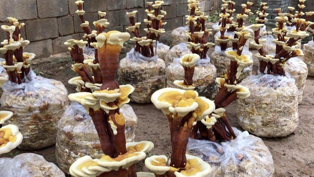 真奢侈!夫妻研究7年,把灵芝做成盆景大赚