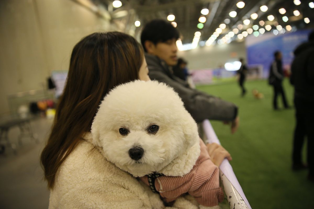 萌宠来袭！全新萌宠系统震撼登场！