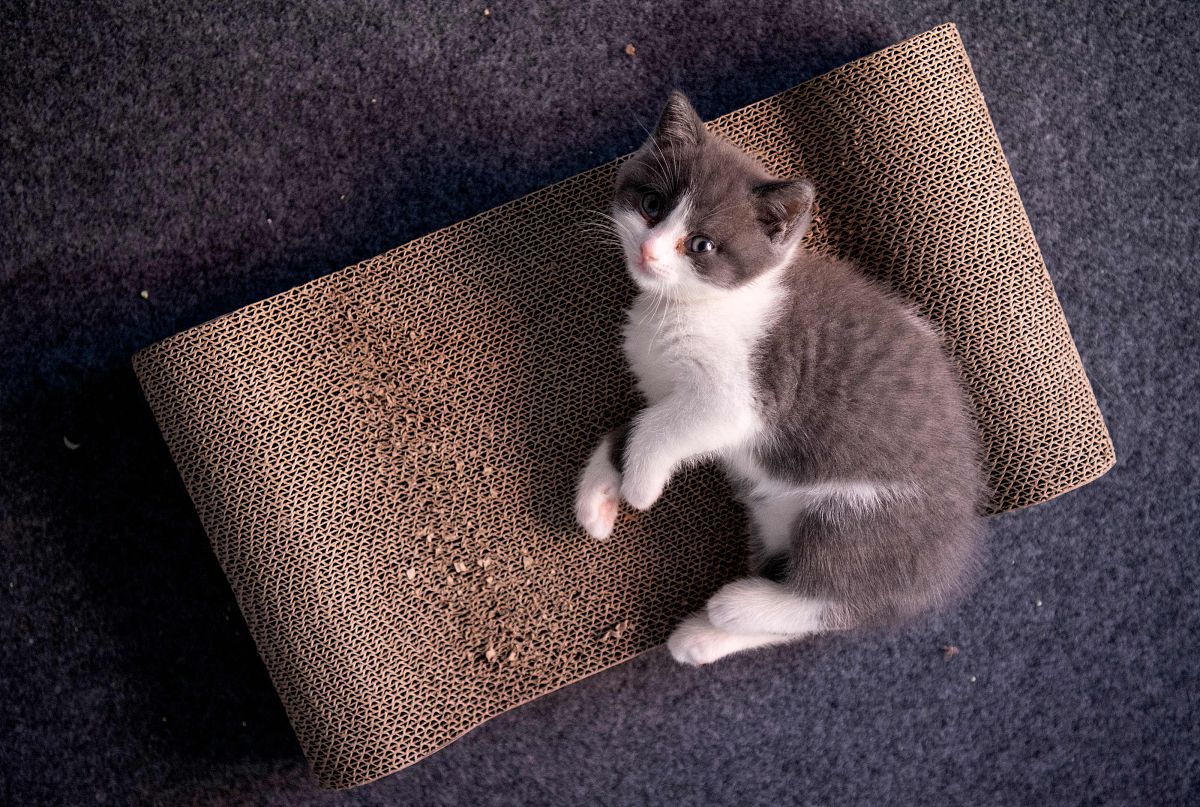 2019年9月2日,北京,中国第一只自主培育的克隆猫"大蒜".希诺谷生物科