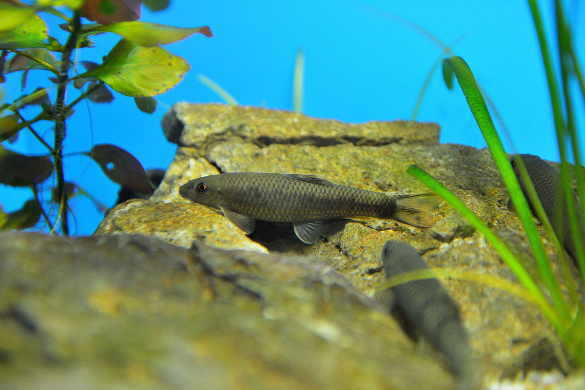 澳洲龙纹斑养殖与育种指南：打造完美栖息地