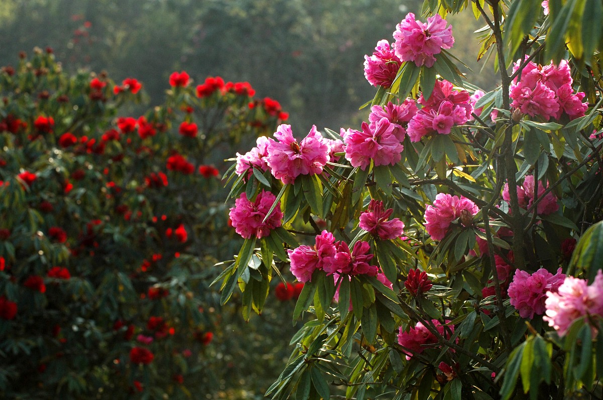 杜鹃花:花中西施     学名/拉丁名:rhododendron simsii & r.spp.    