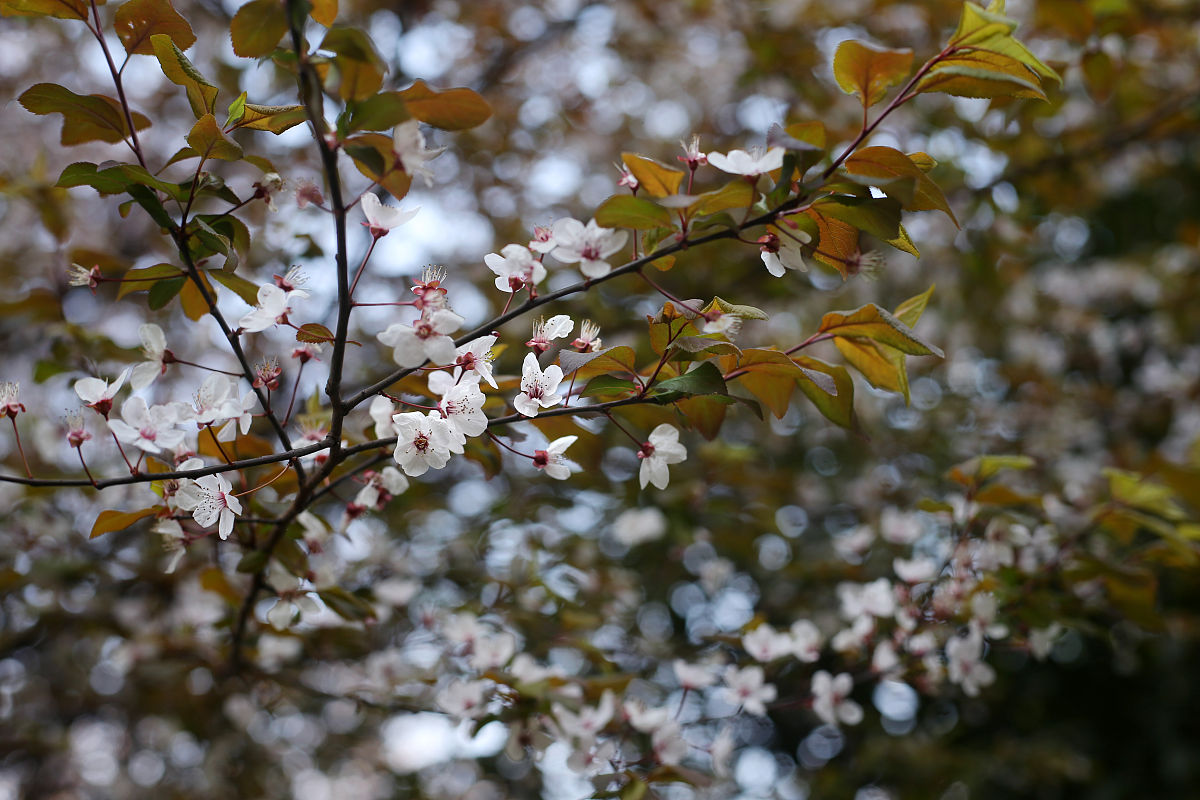 2018年3月11日,成都植物园,红叶李.(如下载使用,请务必署名成都商报 