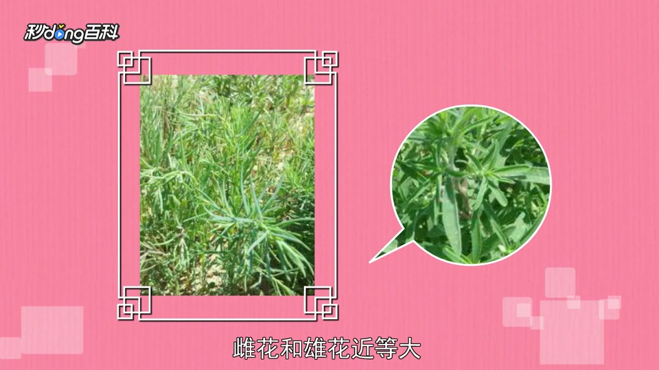 「秒懂百科」一分钟了解黄西菜