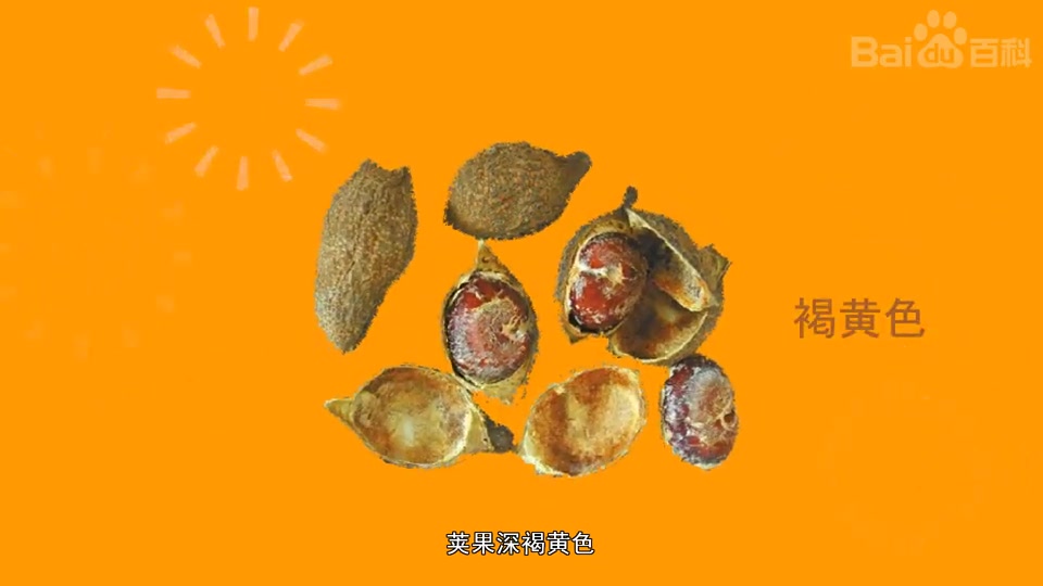 厚果崖豆藤