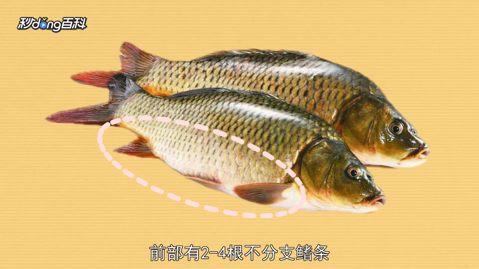 原来鲤科长这样