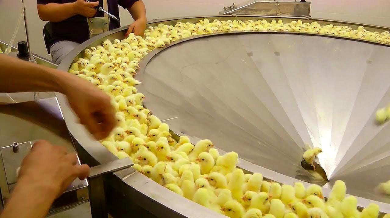 原来小鸡是这样孵出来的,一次能孵出上万只,网友:太残忍了