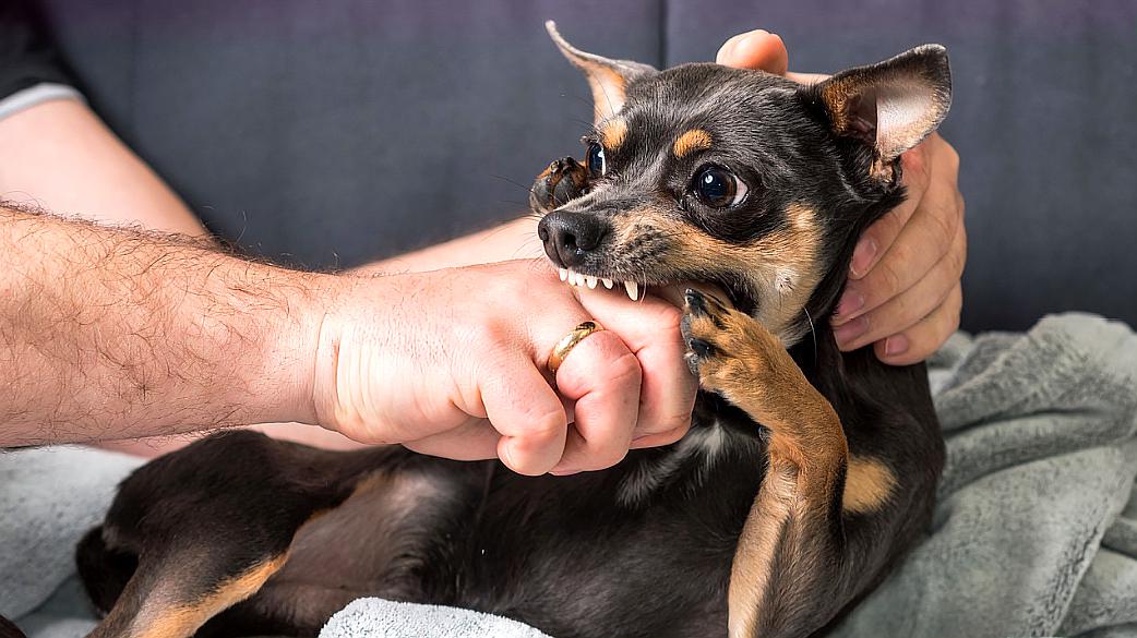 [图]狂犬病到底有多危险？从感染到发作，会经历3个时期，别太迟知道