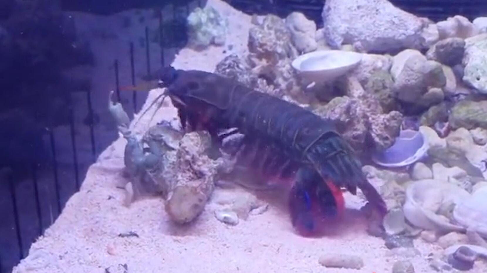 皮皮虾就是水中一霸,外壳坚硬的螃蟹,都被它打的无法动弹