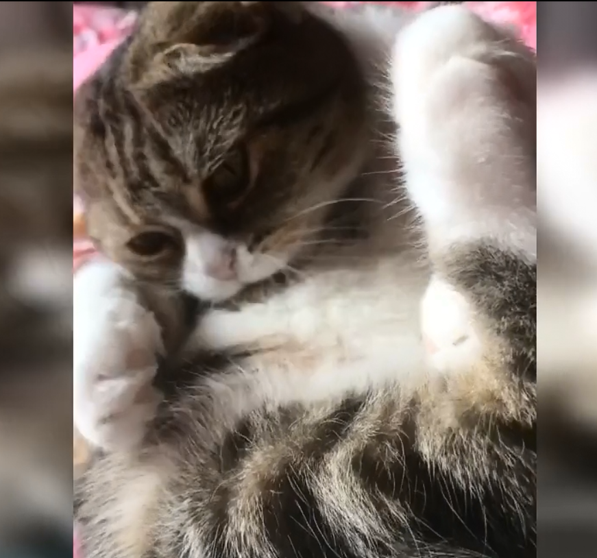 吃小鱼干的猫咪,真可爱,看你吃的我也想吃了