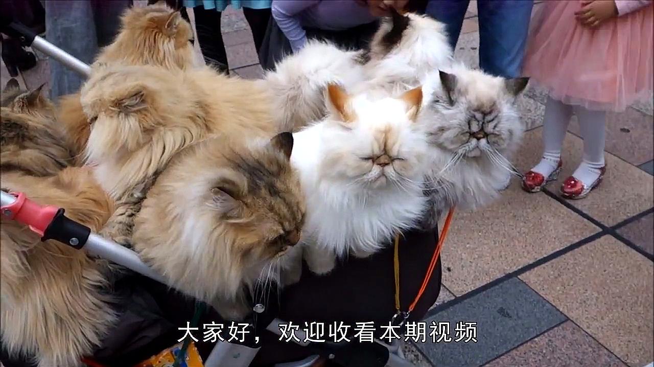 [图]大爷的萌点你不懂,婴儿车推10只猫,现实版“猫侍”游日本