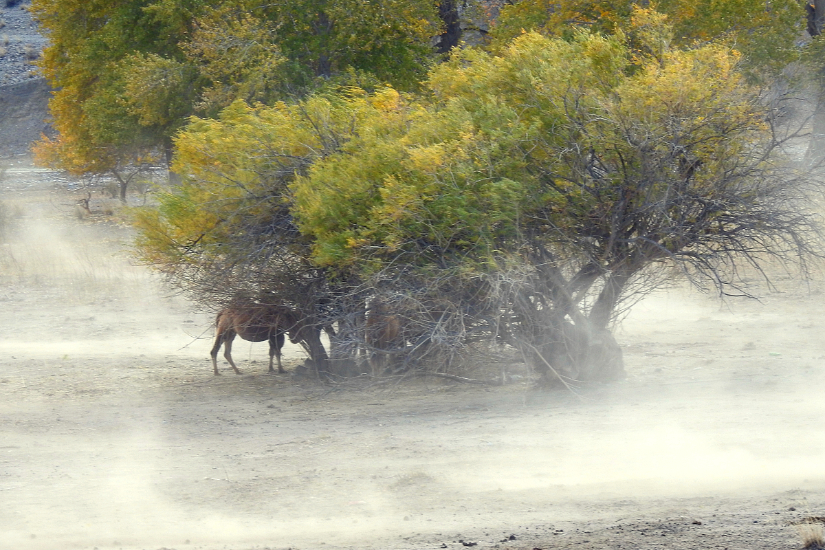 毫不畏惧是什么意思_词语毫不畏惧的意思