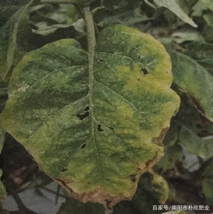 植物缺钾的症状 baijiahao.baidu.com