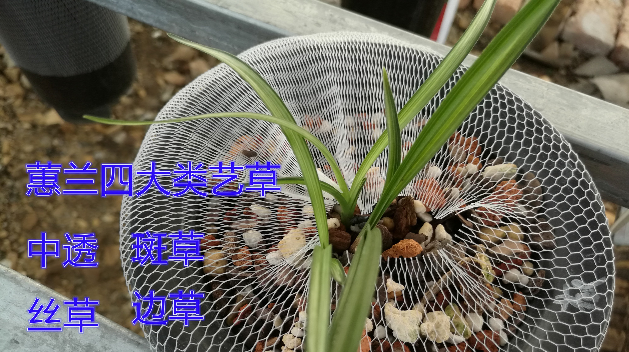 什么是名品兰花?4种艺草揭开蕙兰叶艺之秘,名品兰花不再神秘