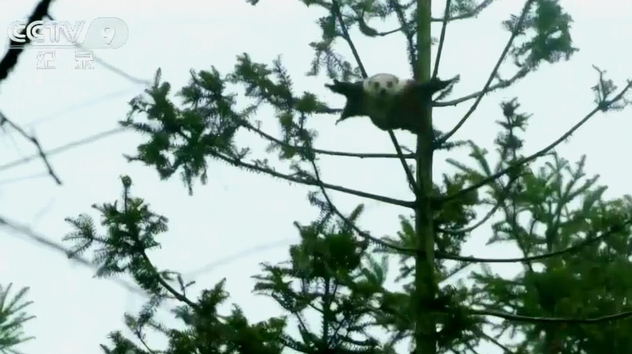 [图]神秘湘西:可能只有在湘西,才会有这么多的古代生物和神秘生命体