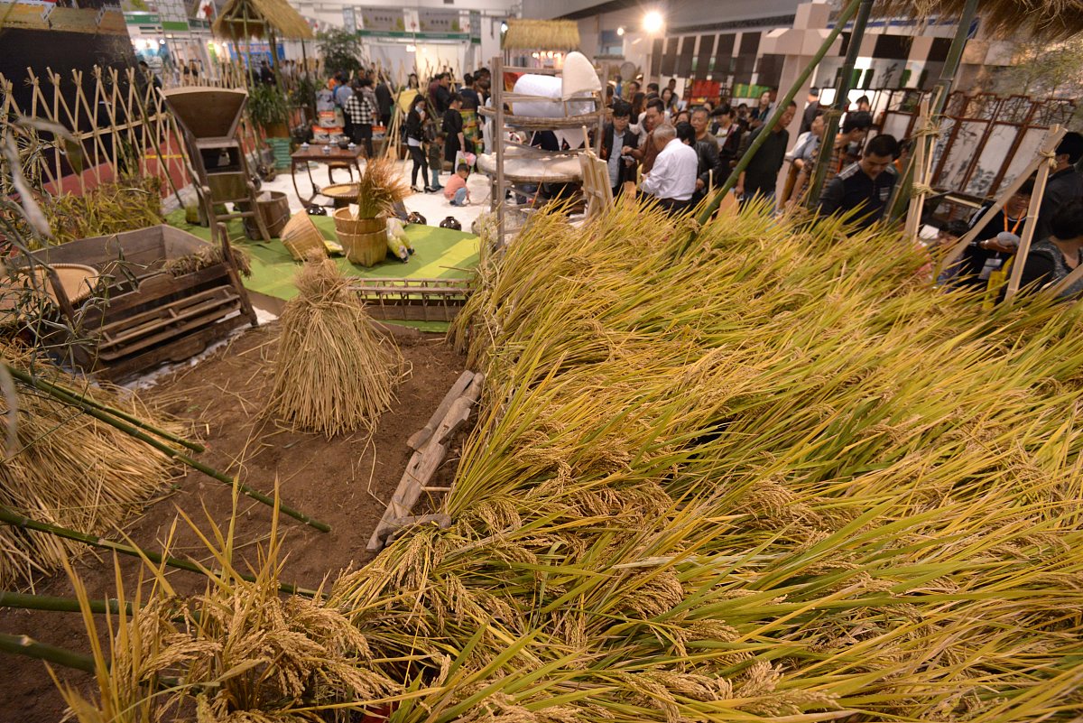 冠层体积：植物空间占用的关键指标