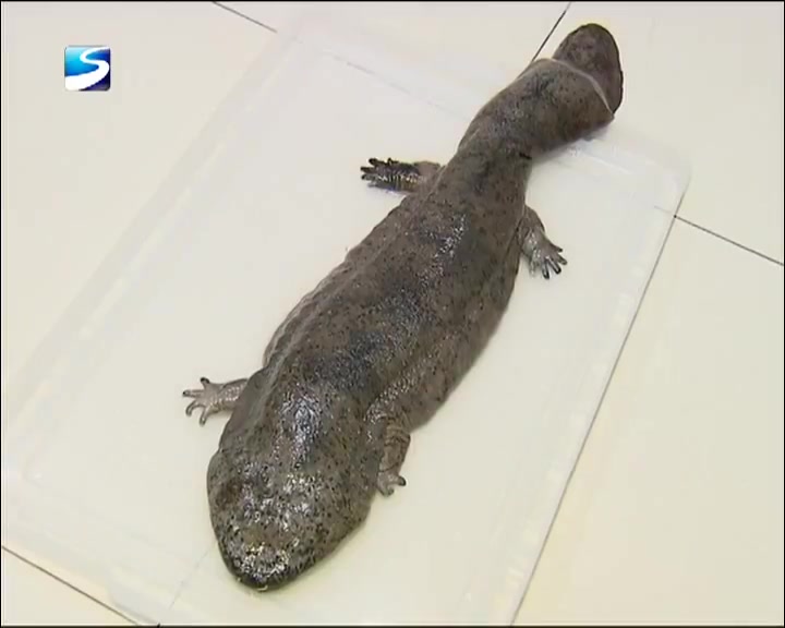 夜钓怪鱼哭声像婴儿 原是国家保护动物娃娃鱼