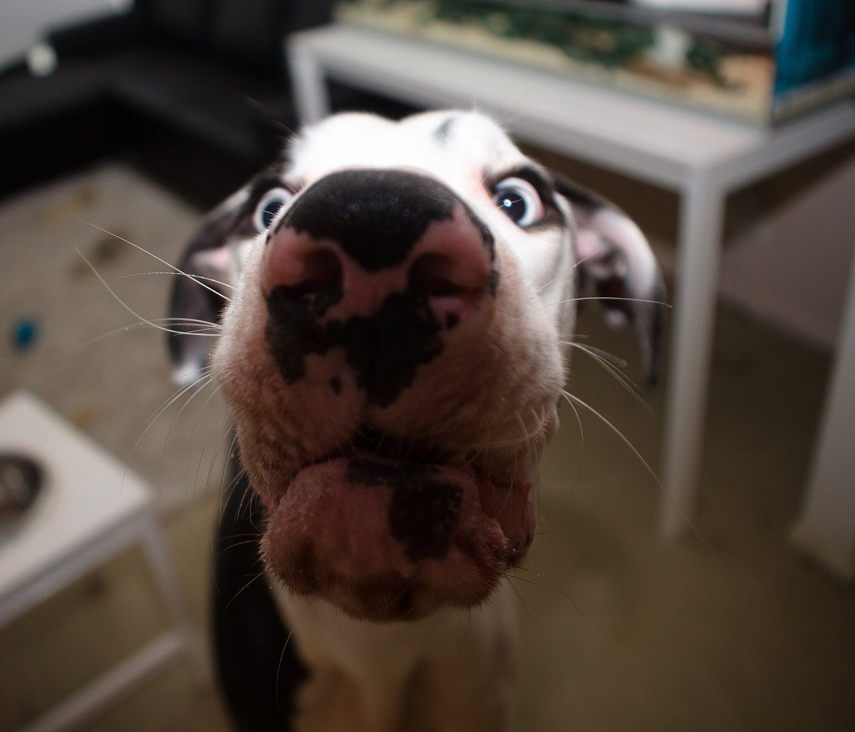 爆笑！亲亲表情包大合集，萌翻你！