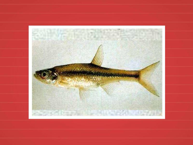 原来麦氏波鱼长这样