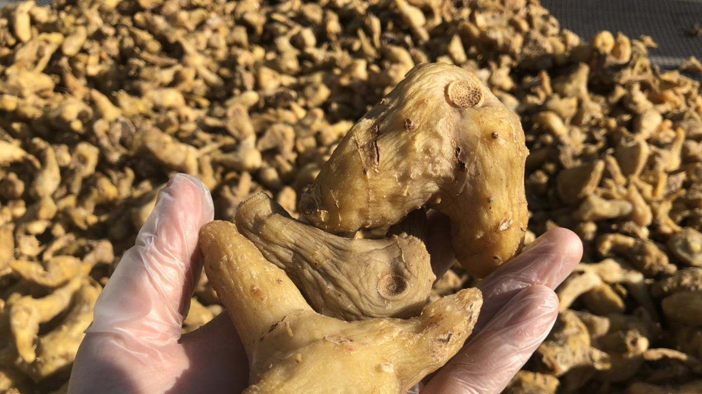 农村一种很常见的植物,价值却很高,很多人专门到农村高价收购!