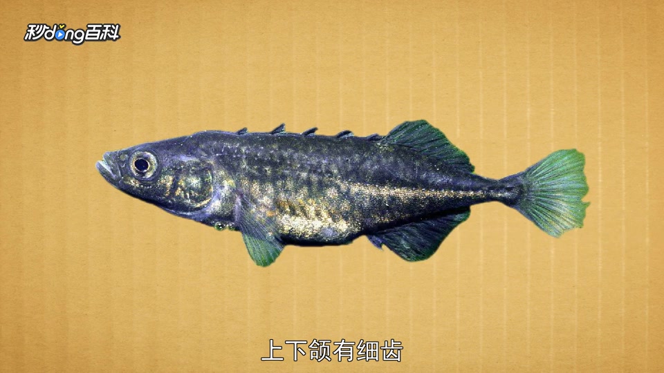 原来刺鱼长这样