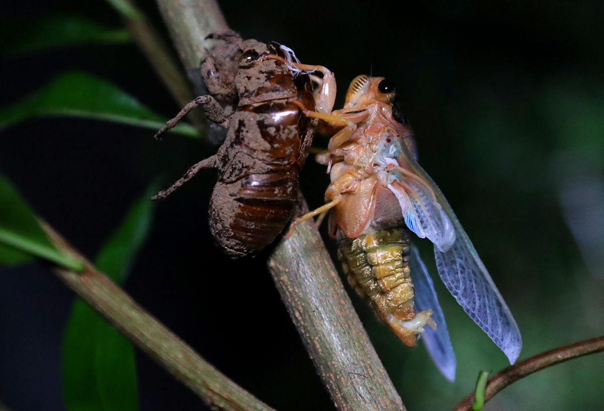 请帮我写1篇不少于800汉字的博客文章语言要幽默接地气。主题是：金蝉的寓意有哪些