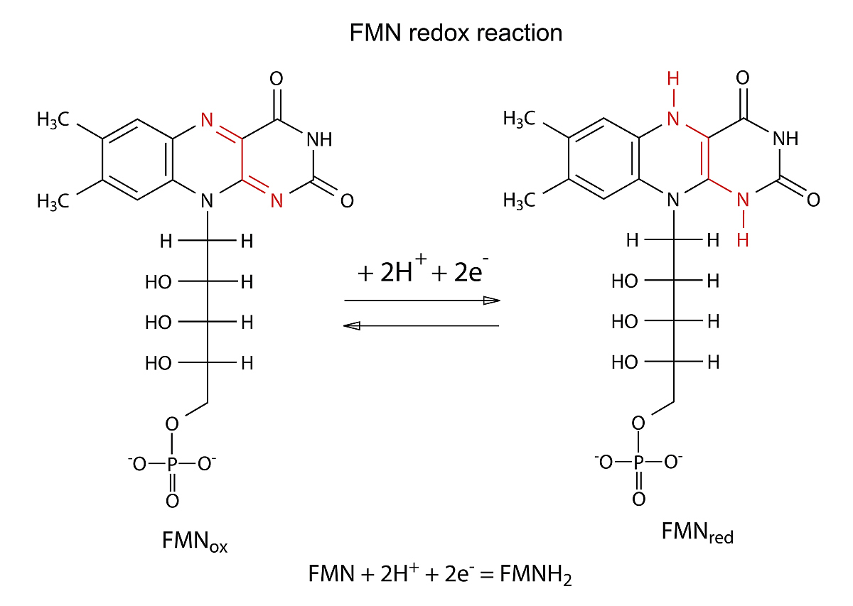 Xylanase 与皂苷合成有何关系如果有关系请找出参考文献？