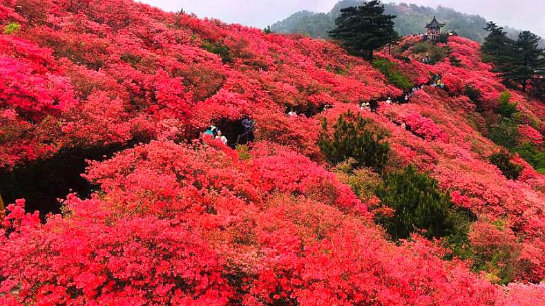 [图]湖北这里花海,比云雾山壮观,比大围山漂亮,五一人气爆棚!