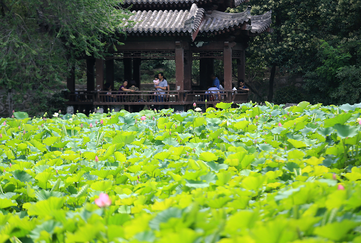 ***_***2017年6月15日,西安,又到了水芙蓉盛开