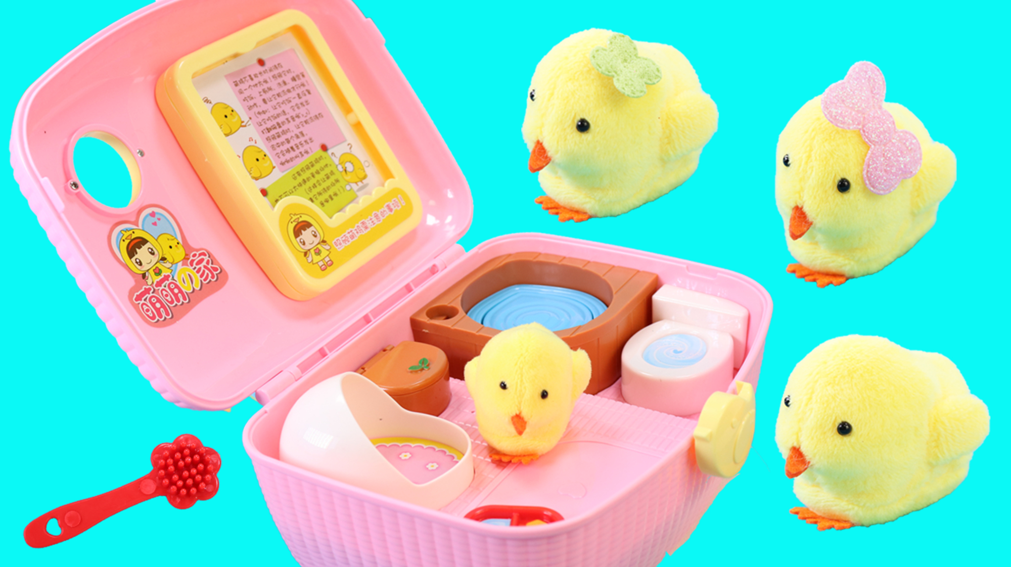 宠物小鸡养成记 如何把小鸡养得这么可爱?陪我的小黄鸡一起长大