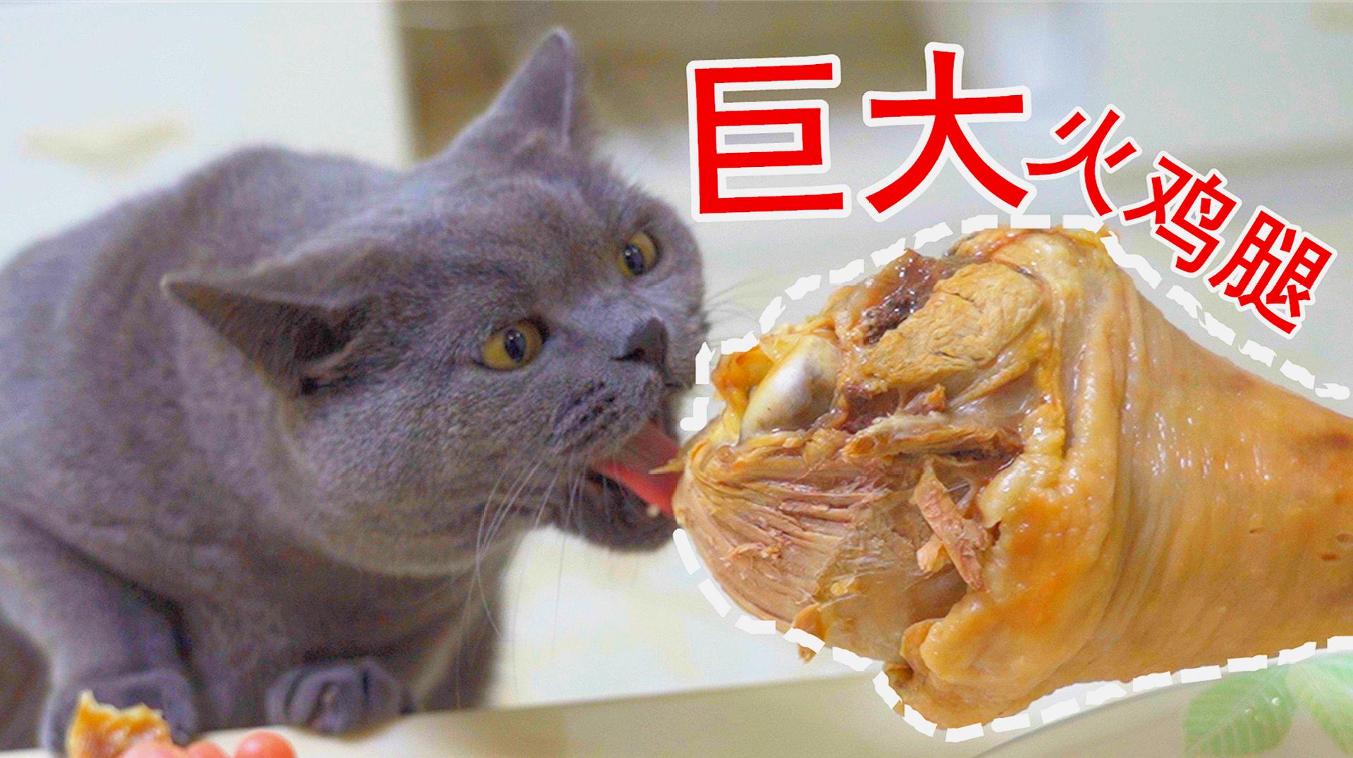 [图]猫咪试吃巨大火鸡腿，张大嘴巴想一口吞，贪心鬼！