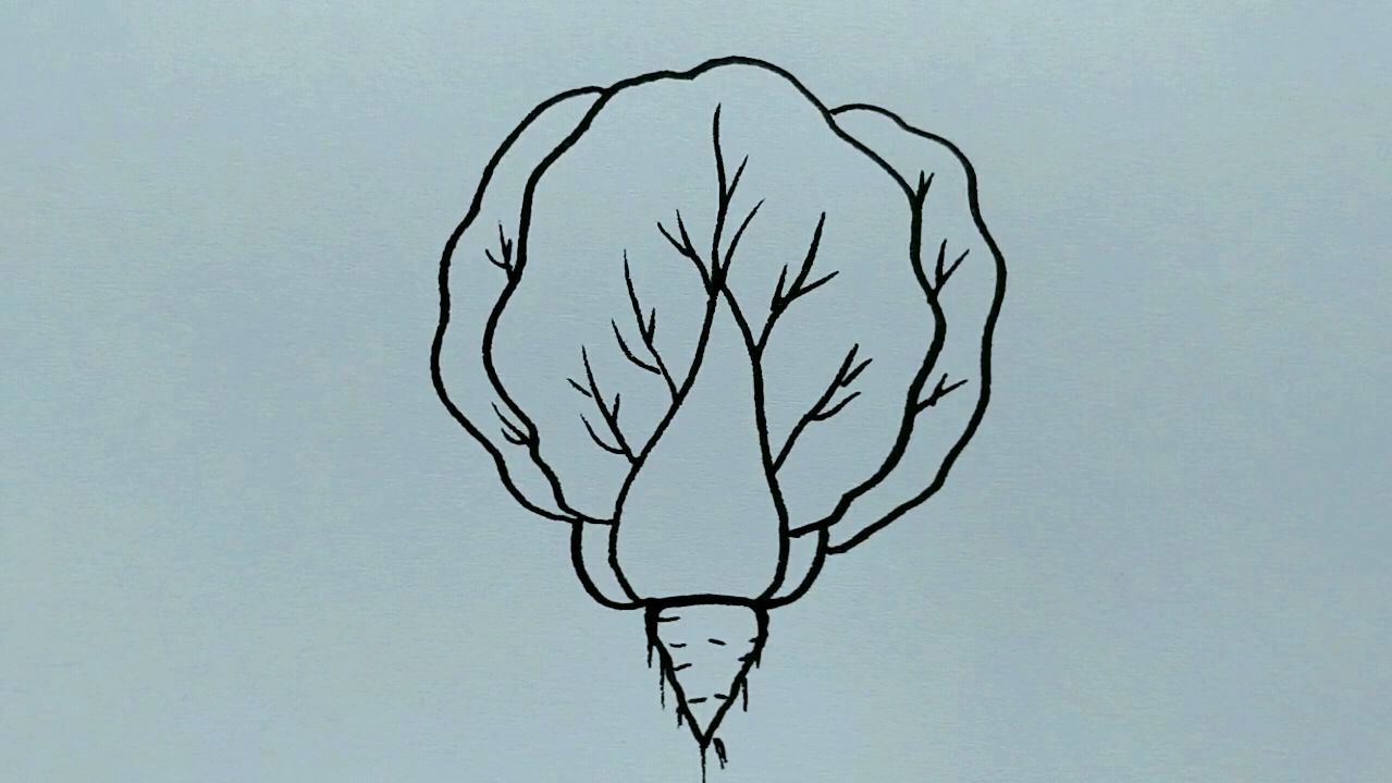 大白菜简笔画,看起来是不是特简单?
