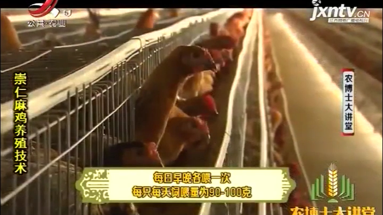 崇仁麻鸡7:肉鸡采用放牧式饲养,蛋鸡主要采取笼养的方式