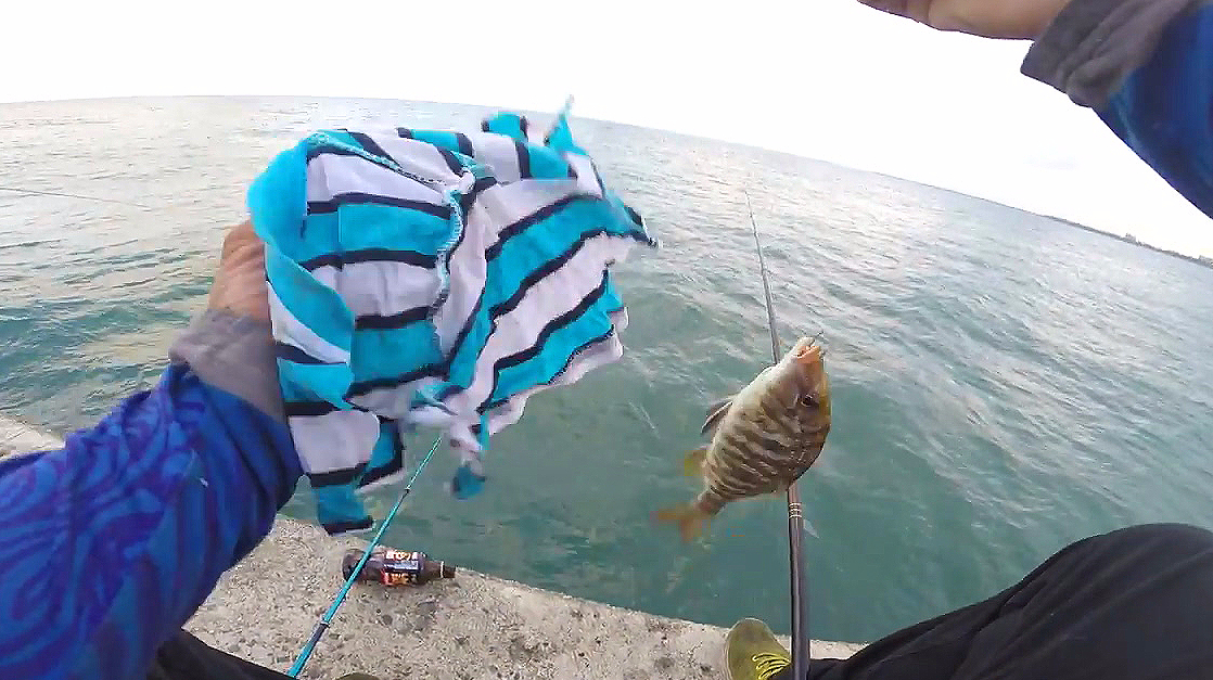 龙尖鱼,一种用于刺身或清蒸的高级海鲜鱼类