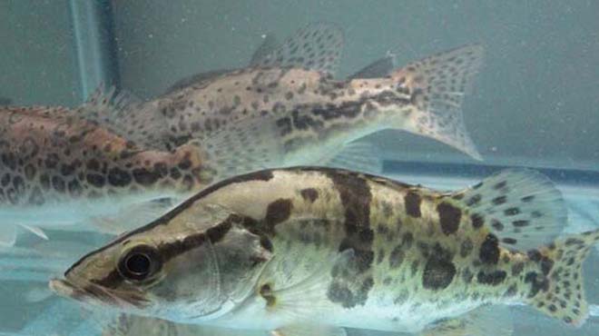 在古代就是名鱼的鳌花鱼,营养价值极高!市场里上百元一条