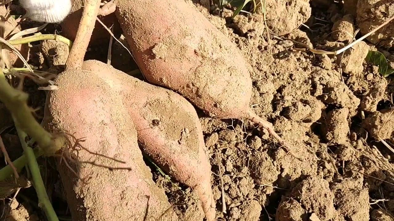 带上传统工具,到地里挖红薯去