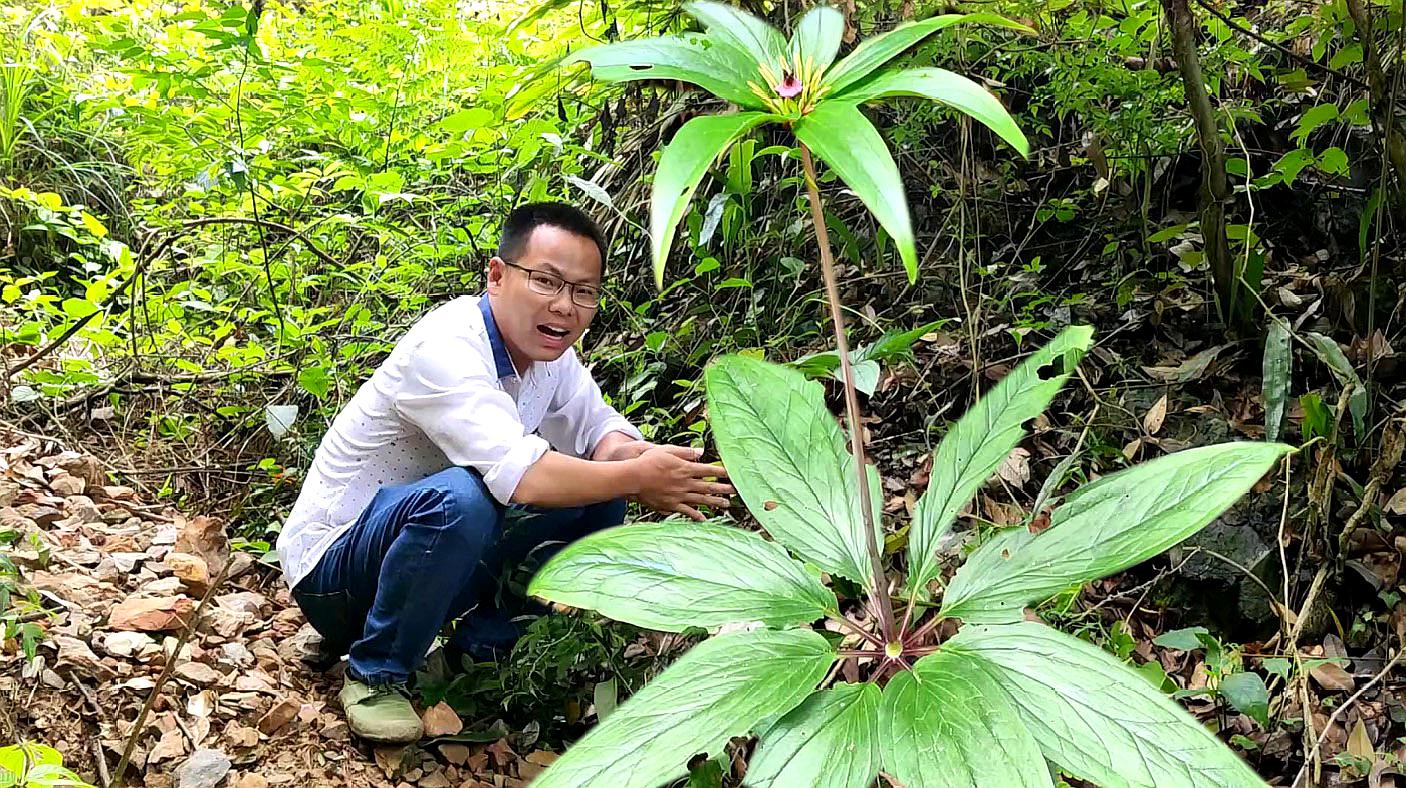 [图]深山发现罕见野生七叶一枝花，听说一斤能卖800元，小伙涨见识了